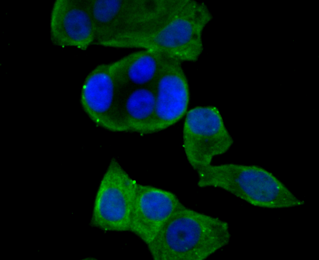 ICC staining Kv4.3 in MCF-7 cells (green). The nuclear counter stain is DAPI (blue). Cells were fixed in paraformaldehyde, permeabilised with 0.25% Triton X100/PBS.