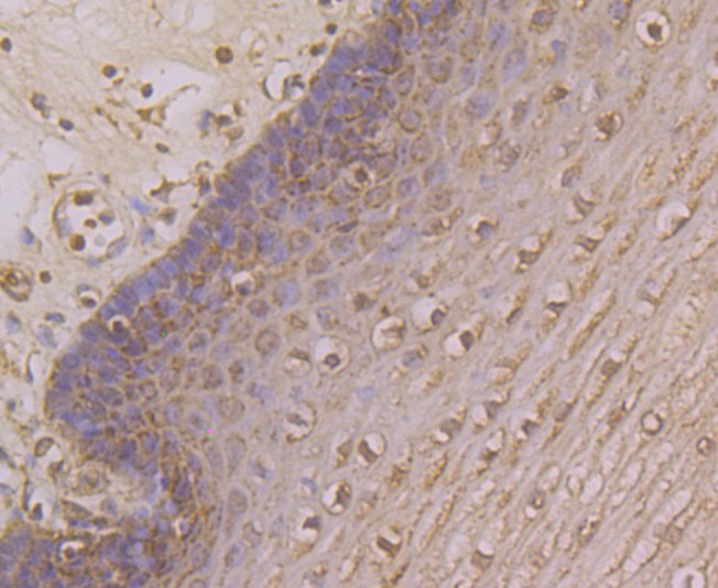 Immunohistochemical analysis of paraffin-embedded human esophagus tissue using anti-Kv4.3 antibody. Counter stained with hematoxylin.