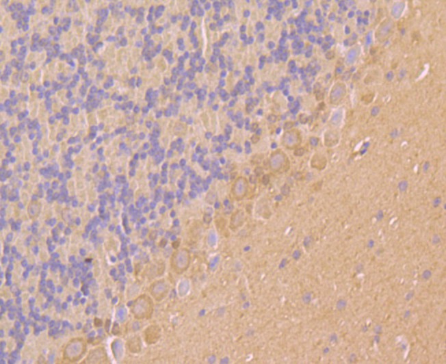 Immunohistochemical analysis of paraffin-embedded mouse cerebellum tissue using anti-Kv4.3 antibody. Counter stained with hematoxylin.
