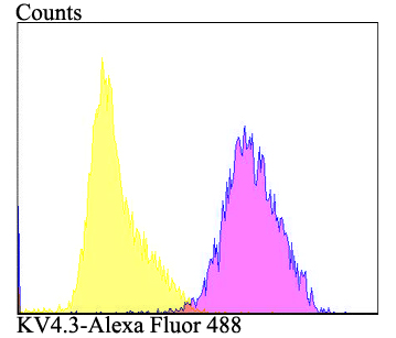 Flow cytometric analysis of MG-63 cells with Kv4.3 antibody at 1/100 dilution (purple) compared with an unlabelled control (cells without incubation with primary antibody; yellow). Alexa Fluor 488-conjugated goat anti-rabbit IgG was used as the secondary antibody.