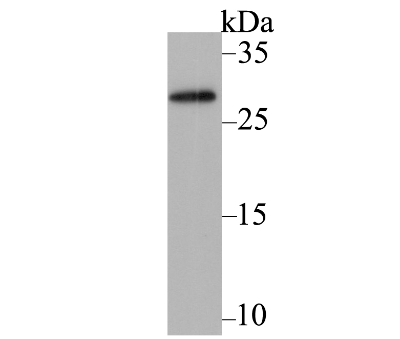 Western blot analysis of Mini-AID-tag on fusion protein using anti-Mini-AID-tag antibody at 1/5,000 dilution.