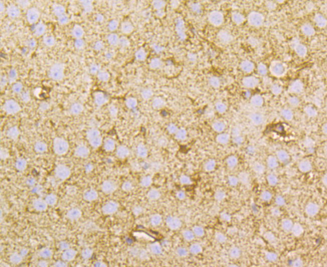 Immunohistochemical analysis of paraffin-embedded mouse brain tissue using anti-NDRG2 antibody. Counter stained with hematoxylin.