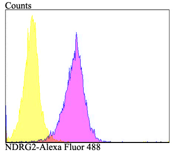 Flow cytometric analysis of HepG2 cells with NDRG2 antibody at 1/100 dilution (purple) compared with an unlabelled control (cells without incubation with primary antibody; yellow). Alexa Fluor 488-conjugated goat anti-rabbit IgG was used as the secondary antibody.