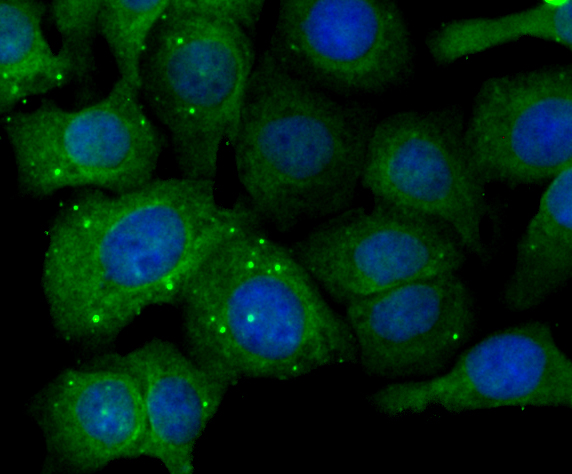 ICC staining Fibulin 5 in SKOV-3 cells (green). The nuclear counter stain is DAPI (blue). Cells were fixed in paraformaldehyde, permeabilised with 0.25% Triton X100/PBS.