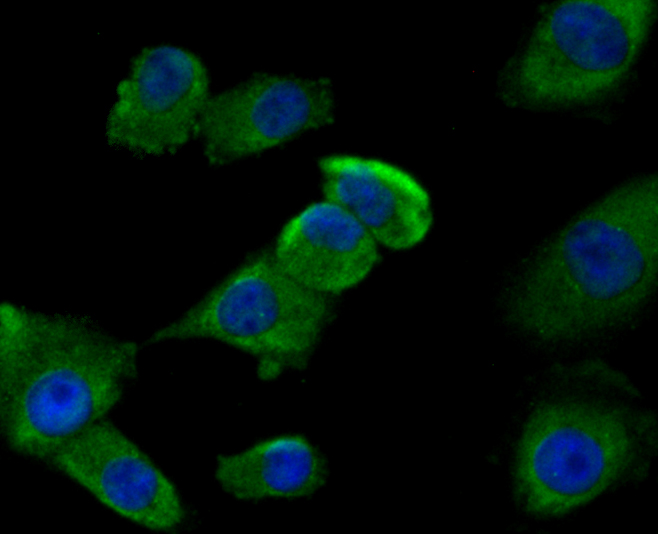 ICC staining GLUR in A549 cells (green). The nuclear counter stain is DAPI (blue). Cells were fixed in paraformaldehyde, permeabilised with 0.25% Triton X100/PBS.