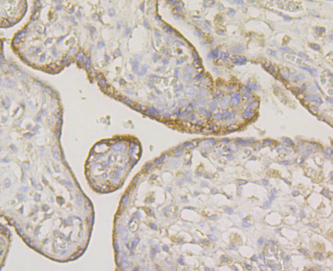 Immunohistochemical analysis of paraffin-embedded human placenta tissue using anti-ERGI3 antibody. Counter stained with hematoxylin.
