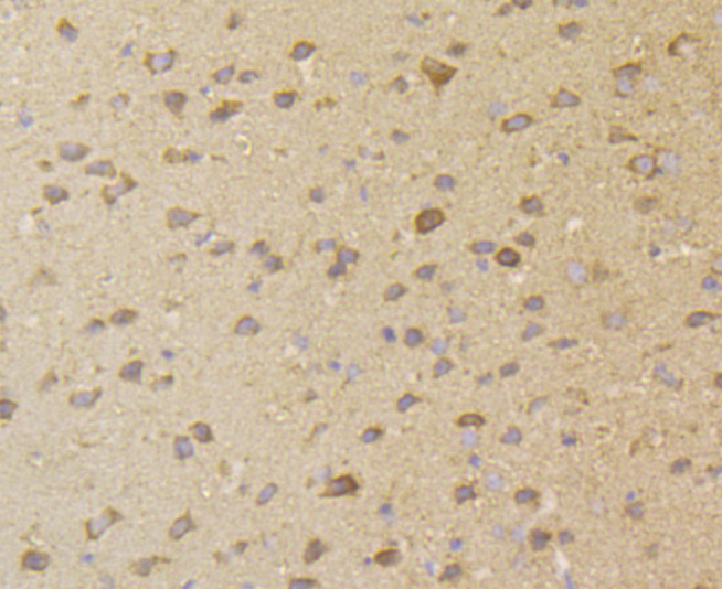 Immunohistochemical analysis of paraffin-embedded mouse brain tissue using anti-ERGI3 antibody. Counter stained with hematoxylin.