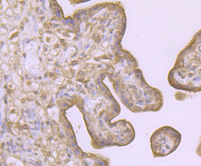 Immunohistochemical analysis of paraffin-embedded human placenta tissue using anti-LAMP2a antibody. Counter stained with hematoxylin.