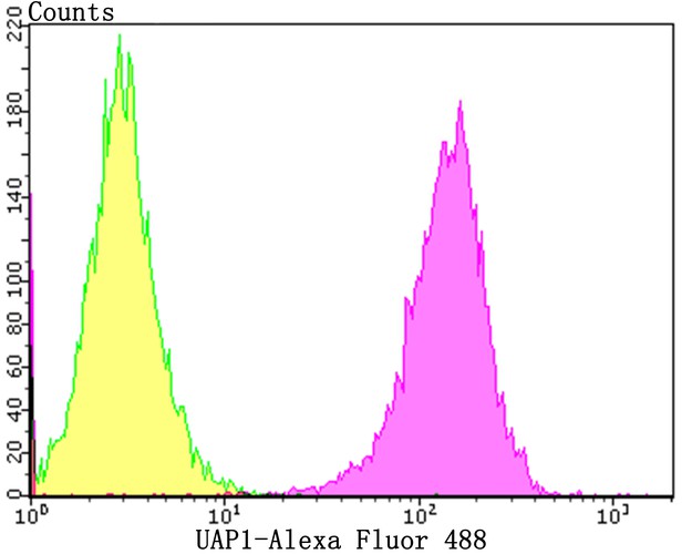 Flow cytometric analysis of K562 cells with UAP1 antibody at 1/50 dilution (purple) compared with an unlabelled control (cells without incubation with primary antibody; yellow). Alexa Fluor 488-conjugated goat anti-rabbit IgG was used as the secondary antibody.