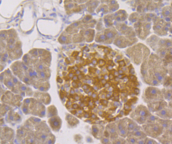 Immunohistochemical analysis of paraffin-embedded mouse pancreas tissue using anti-Kir3.4 antibody. Counter stained with hematoxylin.