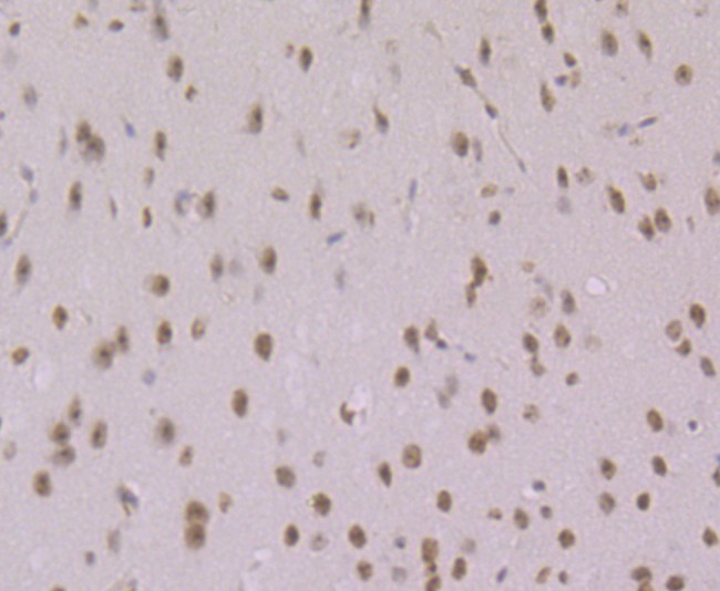 Immunohistochemical analysis of paraffin-embedded mouse brain tissue using anti-macroH2A.1 antibody. Counter stained with hematoxylin.