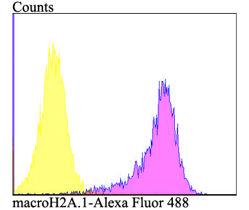 Flow cytometric analysis of SiHa cells with macroH2A.1 antibody at 1/100 dilution (purple) compared with an unlabelled control (cells without incubation with primary antibody; yellow). Alexa Fluor 488-conjugated goat anti-rabbit IgG was used as the secondary antibody.