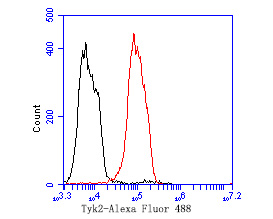 Flow cytometric analysis of Tyk2 was done on MCF-7 cells. The cells were fixed, permeabilized and stained with the primary antibody (ER1803-05, 1/50) (red). After incubation of the primary antibody at room temperature for an hour, the cells were stained with a Alexa Fluor®488 conjugate-Goat anti-Rabbit IgG Secondary antibody at 1/1000 dilution for 30 minutes.Unlabelled sample was used as a control (cells without incubation with primary antibody; black).