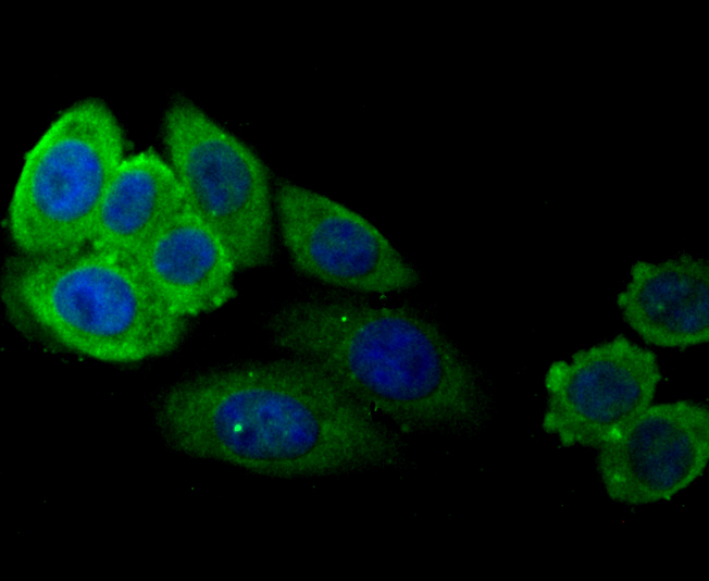 ICC staining SERPINC1 in HepG2 cells (green). The nuclear counter stain is DAPI (blue). Cells were fixed in paraformaldehyde, permeabilised with 0.25% Triton X100/PBS.