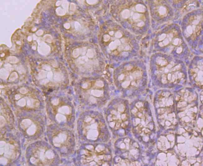 Immunohistochemical analysis of paraffin-embedded rat large intestine tissue using anti-K2P4.1 antibody. Counter stained with hematoxylin.