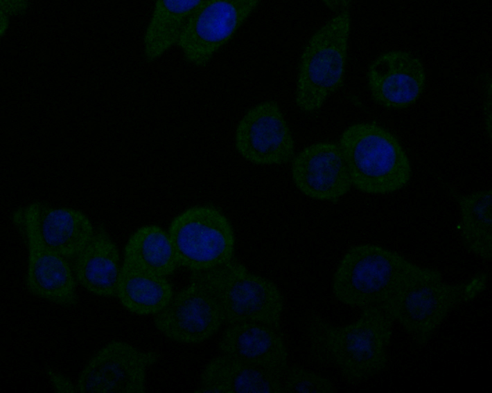 ICC staining UQCRC2 in LOVO cells (green). Cells were fixed in paraformaldehyde, permeabilised with 0.25% Triton X100/PBS. DAPI was used to stain the cell nuclei (blue).