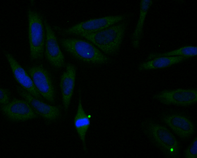 ICC staining UQCRC2 in SiHa cells (green). Cells were fixed in paraformaldehyde, permeabilised with 0.25% Triton X100/PBS. DAPI was used to stain the cell nuclei (blue).