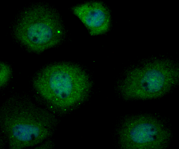 ICC staining USP13 in A431 cells (green). The nuclear counter stain is DAPI (blue). Cells were fixed in paraformaldehyde, permeabilised with 0.25% Triton X100/PBS.