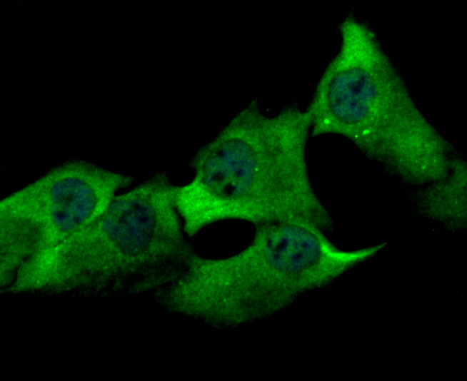 ICC staining USP13 in MG-63 cells (green). The nuclear counter stain is DAPI (blue). Cells were fixed in paraformaldehyde, permeabilised with 0.25% Triton X100/PBS.