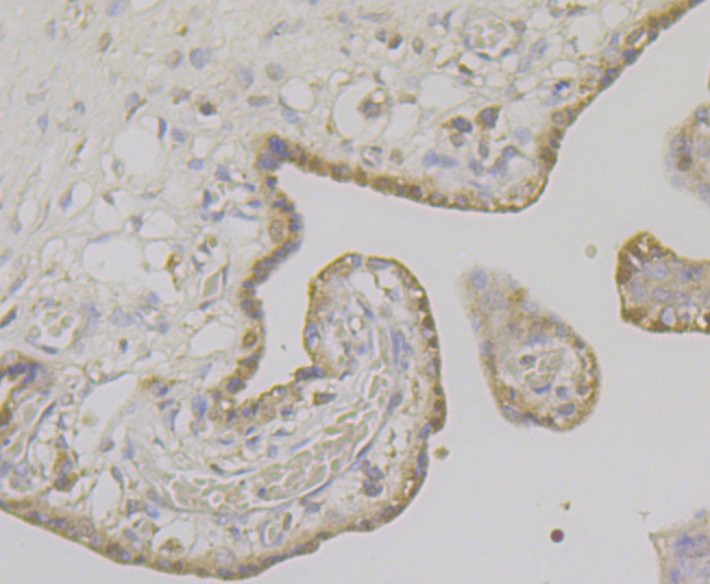 Immunohistochemical analysis of paraffin-embedded human placenta tissue using anti-ApoER2 antibody. Counter stained with hematoxylin.