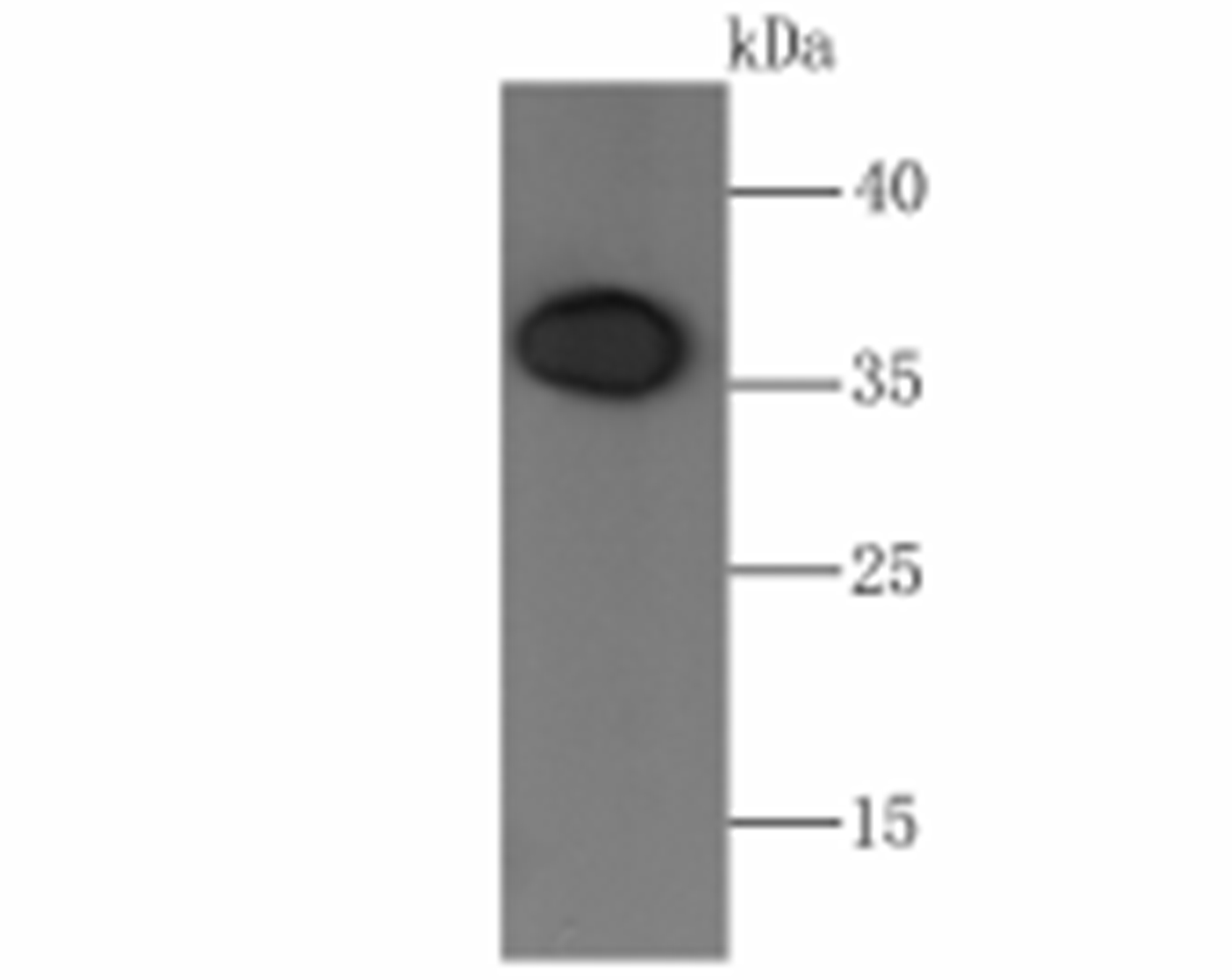 Western blot analysis of Orai1 on PC-3M cell lysate using anti-Orai1 antibody at 1/500 dilution.