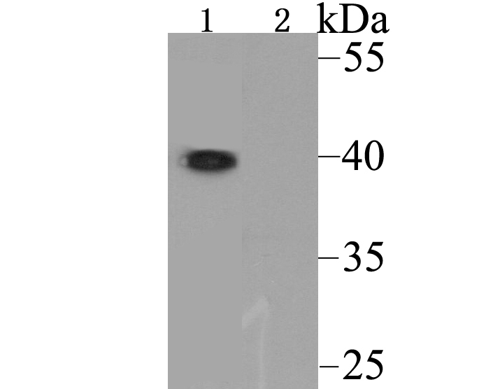 Western blot analysis of Orai3 using anti-Orai3 antibody at 1/500 dilution.<br />
  Lane 1 : Raji cell lysates<br />
  Lane 2 : Raji cell lysates(anti-Orai3 antibody+ immunizing peptide)