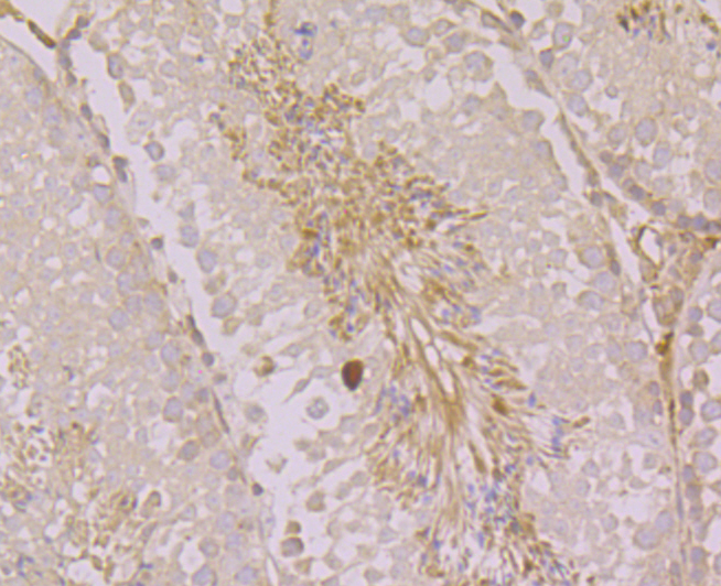 Immunohistochemical analysis of paraffin-embedded mouse testis tissue using anti-Orai3 antibody. Counter stained with hematoxylin.