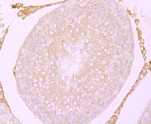 Immunohistochemical analysis of paraffin-embedded rat testis tissue using anti- Cacng4 antibody. Counter stained with hematoxylin.