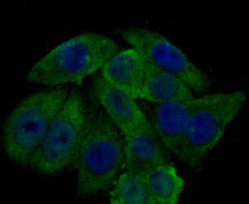 ICC staining GPX4 in HepG2 cells (green). The nuclear counter stain is DAPI (blue). Cells were fixed in paraformaldehyde, permeabilised with 0.25% Triton X100/PBS.