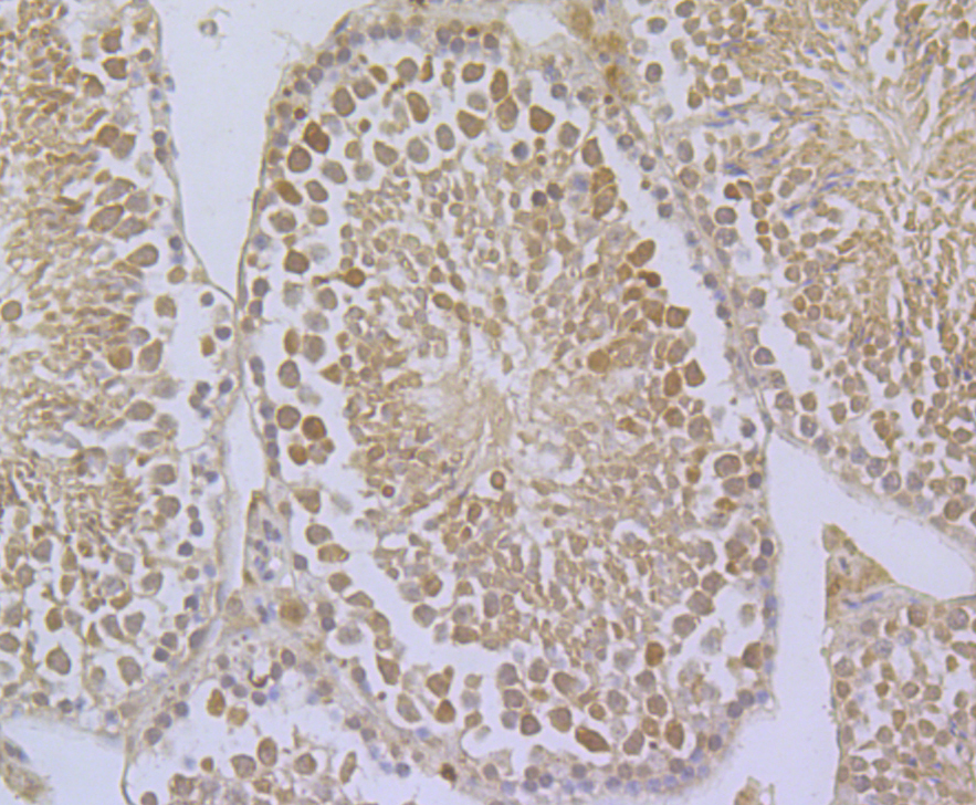 Immunohistochemical analysis of paraffin-embedded mouse testis tissue using anti- GPX4 antibody. Counter stained with hematoxylin.