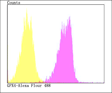 Flow cytometric analysis of HepG2 cells with GPX4 antibody at 1/100 dilution (fuchsia) compared with an unlabelled control (cells without incubation with primary antibody; yellow). Alexa Fluor 488-conjugated goat anti-rabbit IgG was used as the secondary antibody.