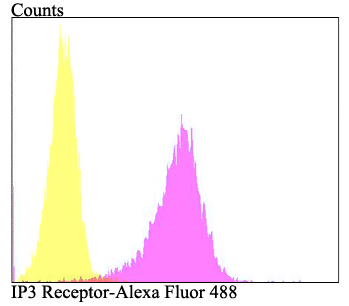 Flow cytometric analysis of SH-SY-5Y cells with IP3 Receptor antibody at 1/100 dilution (fuchsia) compared with an unlabelled control (cells without incubation with primary antibody; yellow). Alexa Fluor 488-conjugated goat anti-rabbit IgG was used as the secondary antibody.