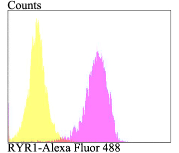 Flow cytometric analysis of SiHa cells with RYR1 antibody at 1/100 dilution (fuchsia) compared with an unlabelled control (cells without incubation with primary antibody; yellow). Alexa Fluor 488-conjugated goat anti-rabbit IgG was used as the secondary antibody.
