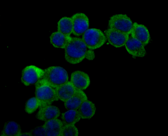 ICC staining RYR2 in 293T cells (green). The nuclear counter stain is DAPI (blue). Cells were fixed in paraformaldehyde, permeabilised with 0.25% Triton X100/PBS.