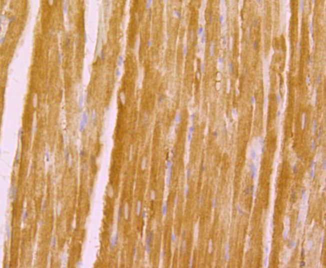 Immunohistochemical analysis of paraffin-embedded rat heart tissue using anti-KCNA5 antibody. Counter stained with hematoxylin.