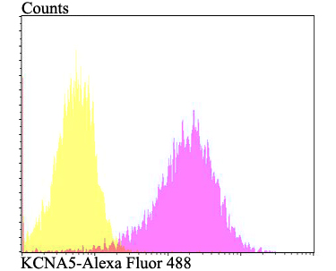 Flow cytometric analysis of PANC-1 cells with KCNA5 antibody at 1/100 dilution (fuchsia) compared with an unlabelled control (cells without incubation with primary antibody; yellow). Alexa Fluor 488-conjugated goat anti-rabbit IgG was used as the secondary antibody.