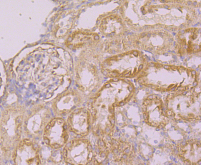 Immunohistochemical analysis of paraffin-embedded rat kidney tissue with Rabbit anti-Eg5 antibody (ER1803-25) at 1/400 dilution.<br />
<br />
The section was pre-treated using heat mediated antigen retrieval with Tris-EDTA buffer (pH 9.0) for 20 minutes. The tissues were blocked in 1% BSA for 20 minutes at room temperature, washed with ddH2O and PBS, and then probed with the primary antibody (ER1803-25) at 1/400 dilution for 1 hour at room temperature. The detection was performed using an HRP conjugated compact polymer system. DAB was used as the chromogen. Tissues were counterstained with hematoxylin and mounted with DPX.