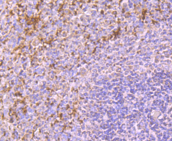 Immunohistochemical analysis of paraffin-embedded human spleen tissue using anti-CD42b antibody. Counter stained with hematoxylin.