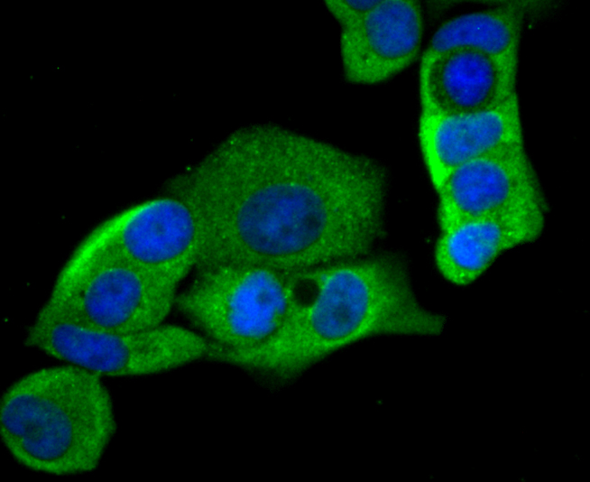 ICC staining HKDC1 in MCF-7 cells (green). The nuclear counter stain is DAPI (blue). Cells were fixed in paraformaldehyde, permeabilised with 0.25% Triton X100/PBS.