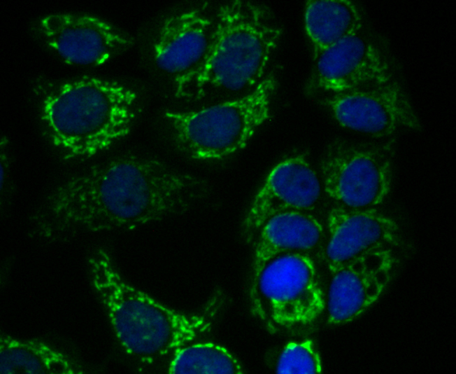 ICC staining AMBP in MCF-7 cells (green). The nuclear counter stain is DAPI (blue). Cells were fixed in paraformaldehyde, permeabilised with 0.25% Triton X100/PBS.