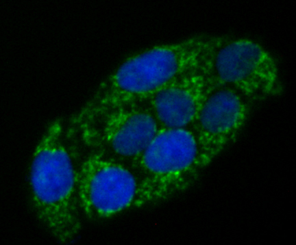 ICC staining AMBP in Hela cells (green). The nuclear counter stain is DAPI (blue). Cells were fixed in paraformaldehyde, permeabilised with 0.25% Triton X100/PBS.