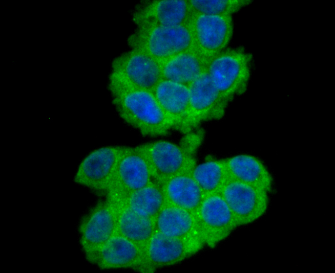 ICC staining CD276 in 293T cells (green). The nuclear counter stain is DAPI (blue). Cells were fixed in paraformaldehyde, permeabilised with 0.25% Triton X100/PBS.