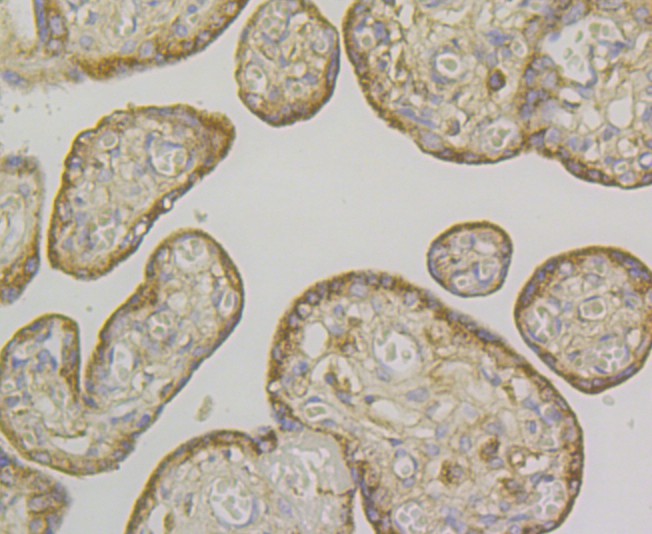 Immunohistochemical analysis of paraffin-embedded human placenta tissue using anti-CD276 antibody. Counter stained with hematoxylin.
