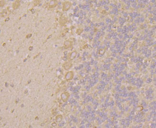 Immunohistochemical analysis of paraffin-embedded rat cerebellum tissue using anti-KCNK1 antibody. Counter stained with hematoxylin.