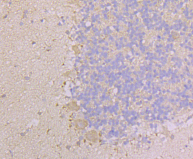 Immunohistochemical analysis of paraffin-embedded rat cerebellum tissue using anti-KIF3A antibody. Counter stained with hematoxylin.