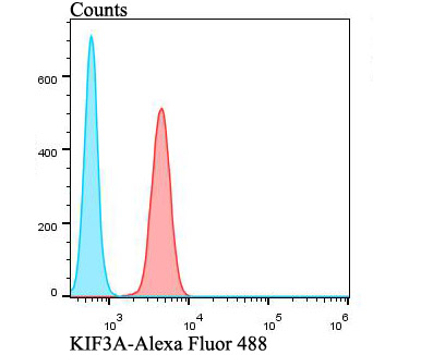 Flow cytometric analysis of A549 cells with KIF3A antibody at 1/100 dilution (red) compared with an unlabelled control (cells without incubation with primary antibody; blue). Alexa Fluor 488-conjugated goat anti-rabbit IgG was used as the secondary antibody.