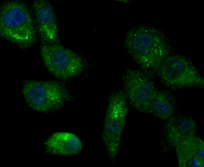 ICC staining LOXL2 in A549 cells (green). The nuclear counter stain is DAPI (blue). Cells were fixed in paraformaldehyde, permeabilised with 0.25% Triton X100/PBS.