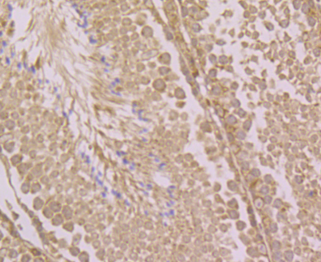 Immunohistochemical analysis of paraffin-embedded mouse testis tissue using anti-LOXL2 antibody. Counter stained with hematoxylin. The section was pretreated using heat mediated antigen retrieval with sodium citrate buffer (pH6) for 20 mins.