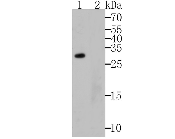 Western blot analysis of APR3 on human skin tissue lysates using anti-APR3 antibody.<br />
  Lane 1: Anti-APR3 antibody (1/500).<br />
  Lane 2: Anti-APR3 antibody, pre-incubated with the immunizaiton peptide.