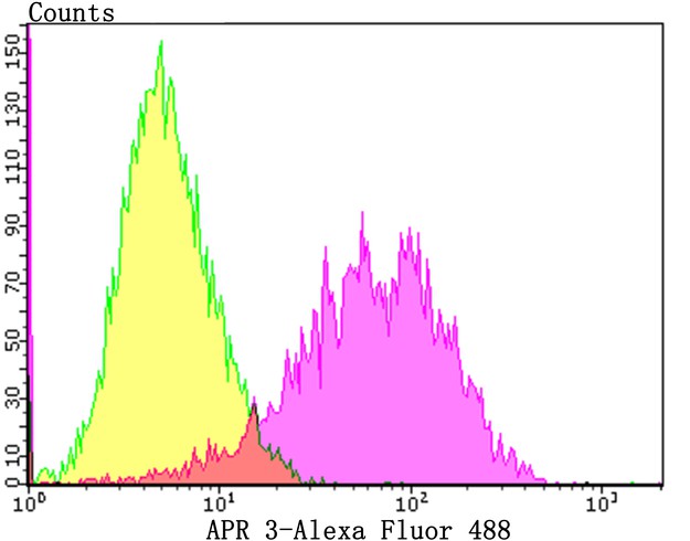 Flow cytometric analysis of MCF-7 cells with APR3 antibody at 1/100 dilution (Pink purple) compared with an unlabelled control (cells without incubation with primary antibody; Yellow). Alexa Fluor 488-conjugated goat anti-rabbit IgG was used as the secondary antibody.